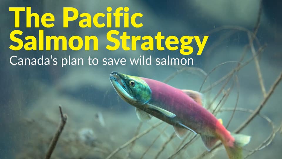 Column | The fight to save Pacific salmon